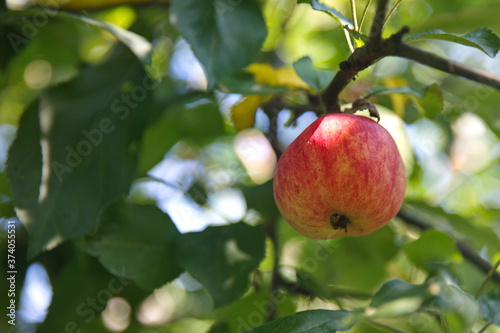Red ripe juicy Apple on a branch with green leaves, ready for harvest. Sweet ripe fruit is a healthy, dietary fruit. Seasonal fruits. The concept is a healthy diet.