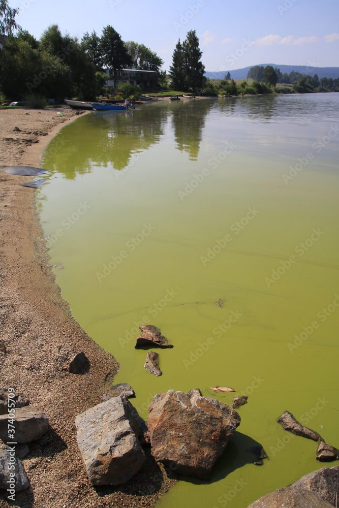 Algal bloom in Lipno lake, Czech Republic