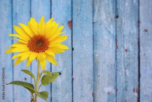 Bright yellow sunflower on background of weathered wooden boards with cracked blue paint.