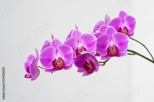 Detail of Phalaenopsis (moth orchid). Purple flower. 