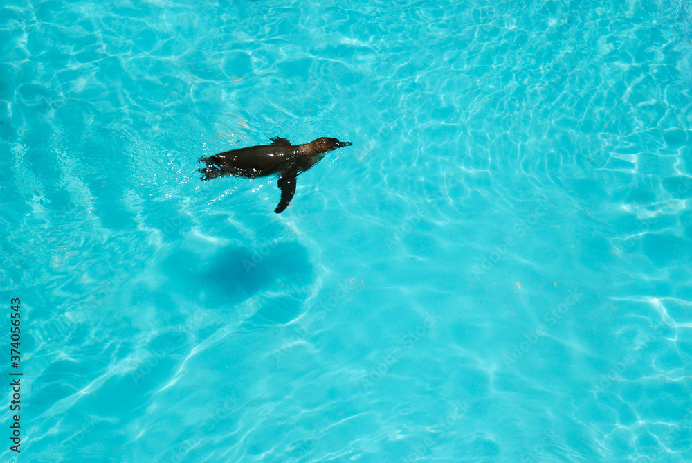 Obraz premium 動物園のプールで泳ぐペンギン