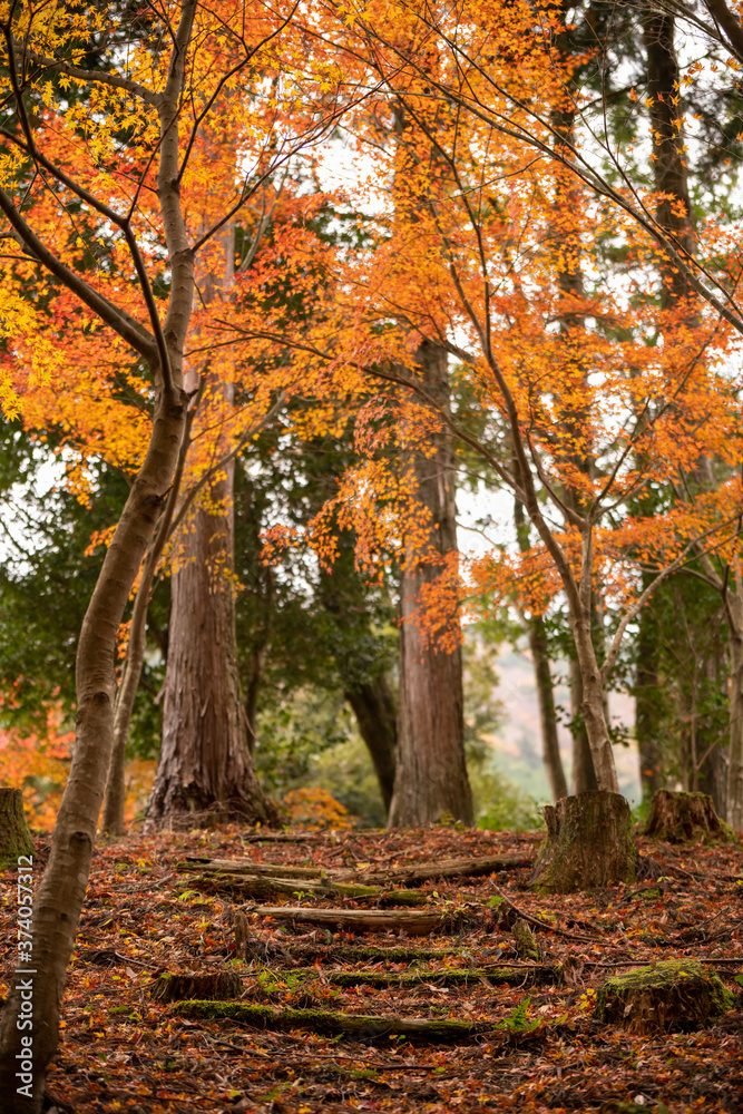 落葉した秋の雑木林