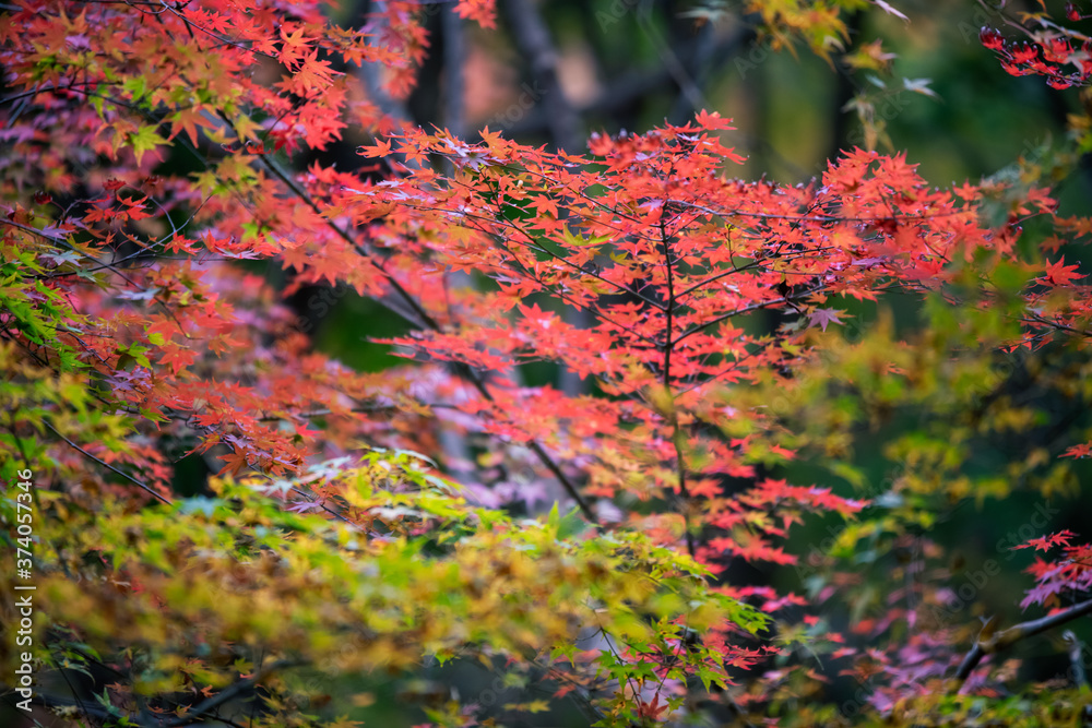 紅葉