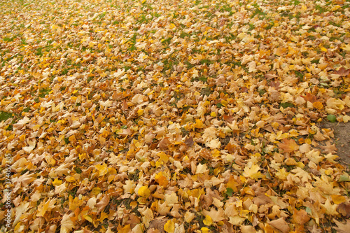 fallen maple leaves texture background