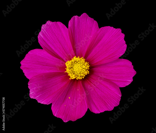 Isolated pink cosmos flower on black background