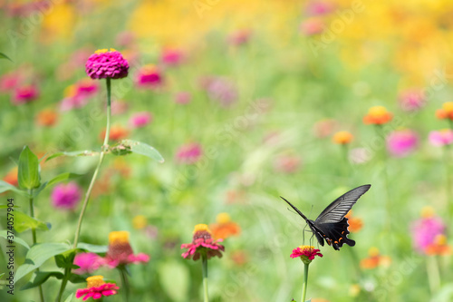 アゲハチョウと花 © F.Mikami