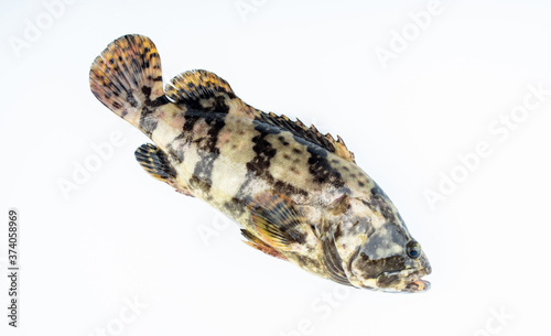 A fresh grouper on white background photo