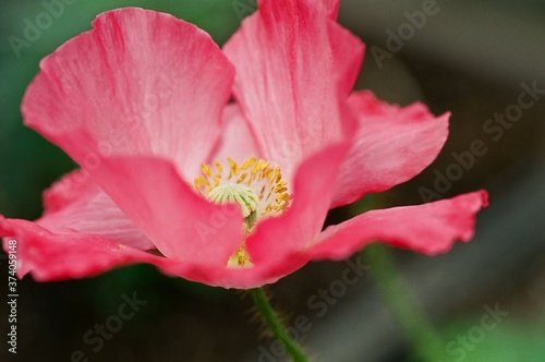 Pink poppy taken with macro lens