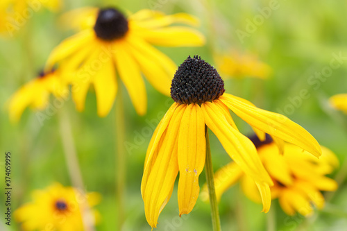Fotografi Black eyed susan close up - rudbeckia flowers