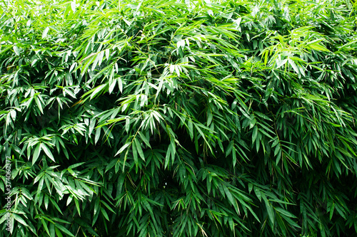 Fototapeta Naklejka Na Ścianę i Meble -  landscape of bamboo tree in the forest