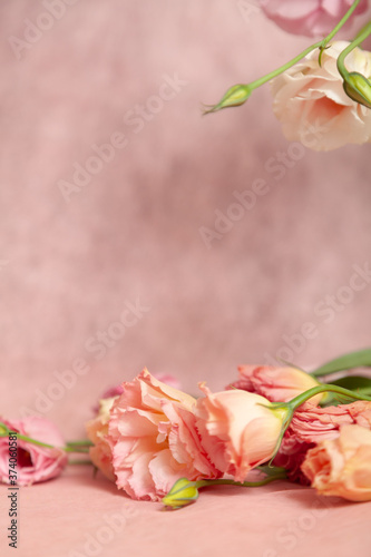 Delicate eustoma flowers in pink cream shades on textured background