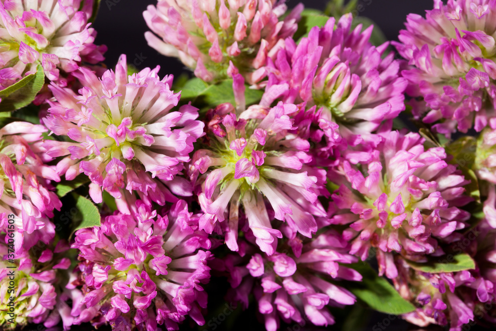 Background of red clovers flowers, close up Background of red clovers flowers, close up