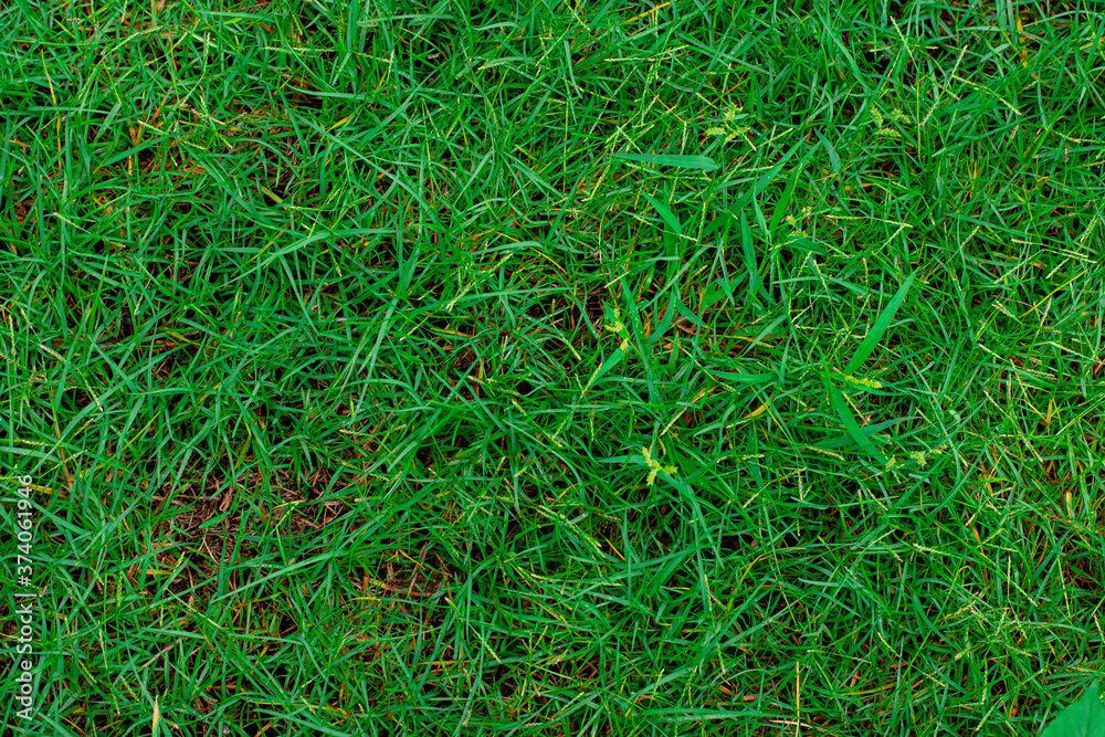 green grass texture background green grass texture background