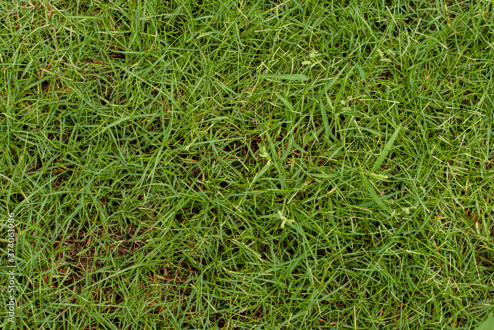 Green artificial grass natural background