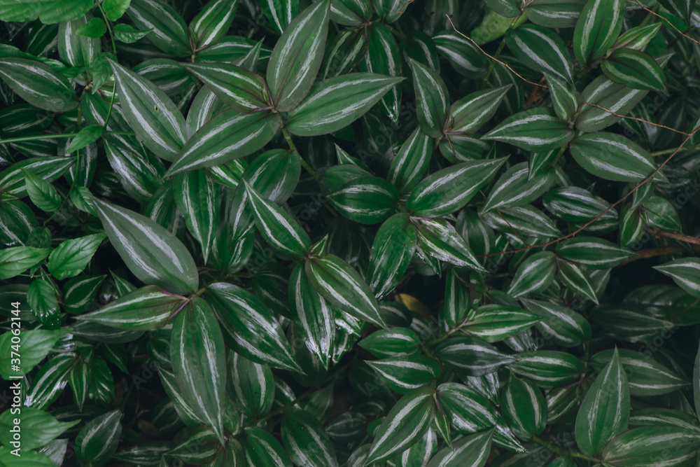 tropical leaves, abstract green leaves texture, nature background