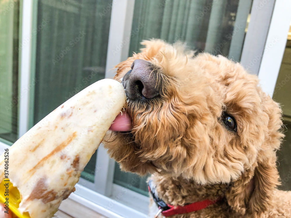 Peanut Butter & Banana Dog Ice Cream Stock Photo Adobe Stock