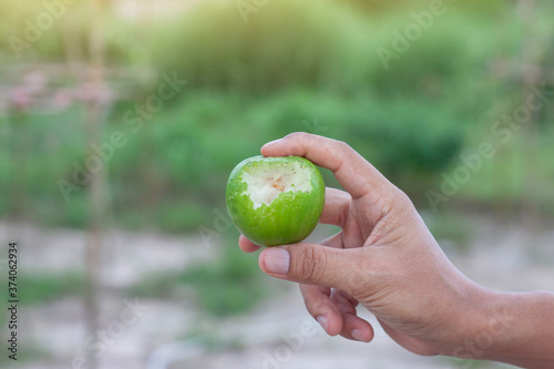 Hand of agriculturist holding jujube that was damaged by an animal bite.