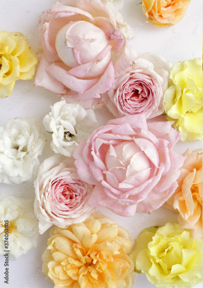 Fresh roses on white background, floral flowers blooming garden wedding pattern, pastel wallpaper fine art phopto, instagram flat lay commercial photography Fresh roses on white background, floral flowers blooming garden wedding pattern, pastel wallpaper fine art phopto, instagram flat lay commercial photography