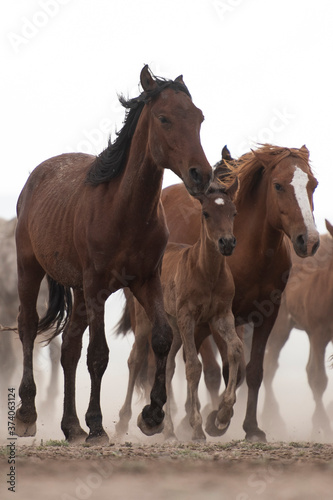 Fototapeta Naklejka Na Ścianę i Meble -  two horses on the farm