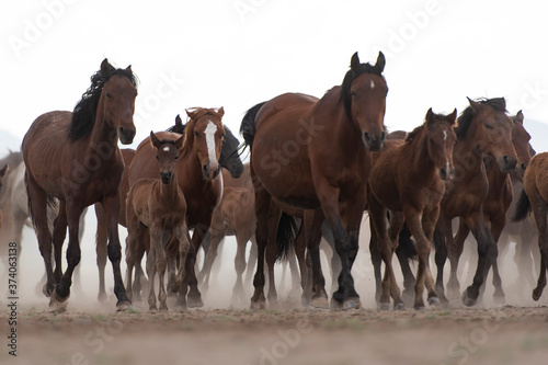 Fototapeta Naklejka Na Ścianę i Meble -  two horses on a meadow