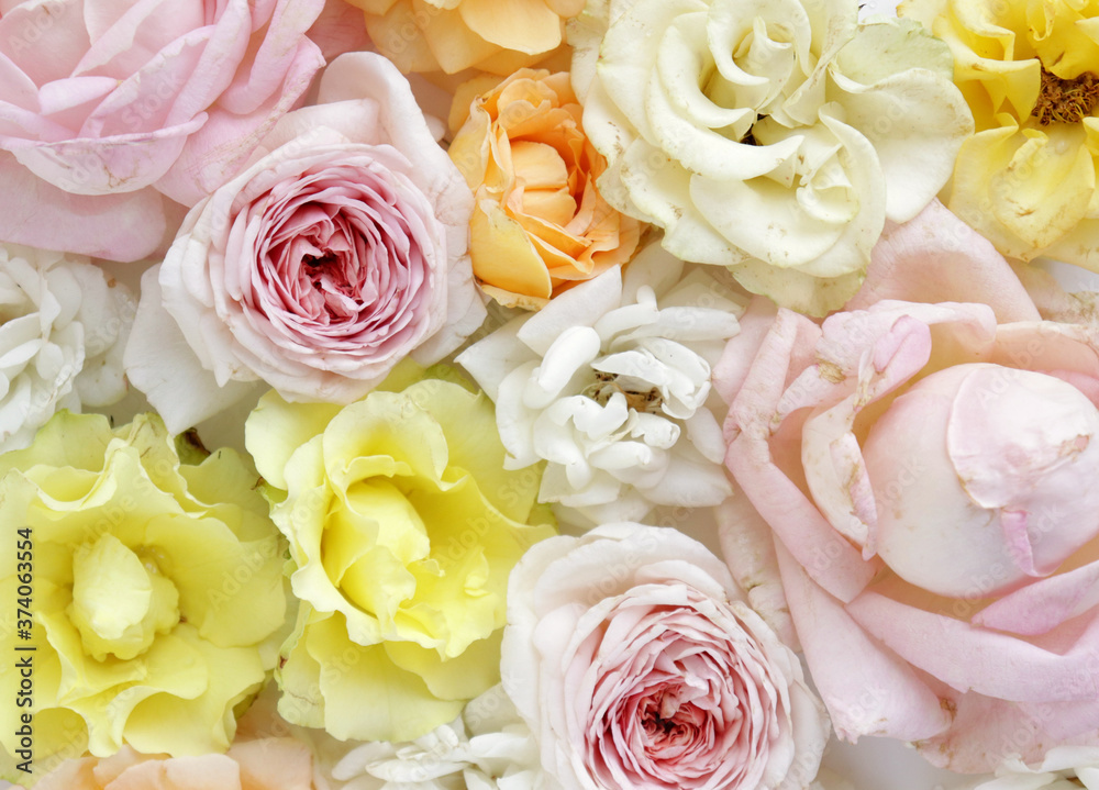 Fresh roses on white background, floral flowers blooming garden wedding pattern, pastel wallpaper fine art phopto, instagram flat lay commercial photography Fresh roses on white background, floral flowers blooming garden wedding pattern, pastel wallpaper fine art phopto, instagram flat lay commercial photography