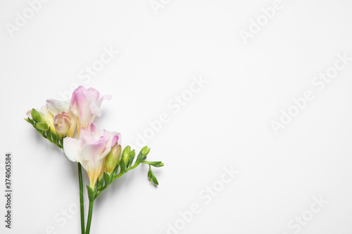 Beautiful blooming pink freesias on white background  top view. Space for text