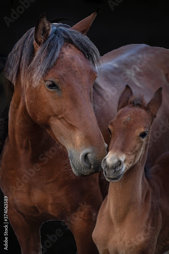 Fototapeta Naklejka Na Ścianę i Meble -  two horses on a farm, mother and girl