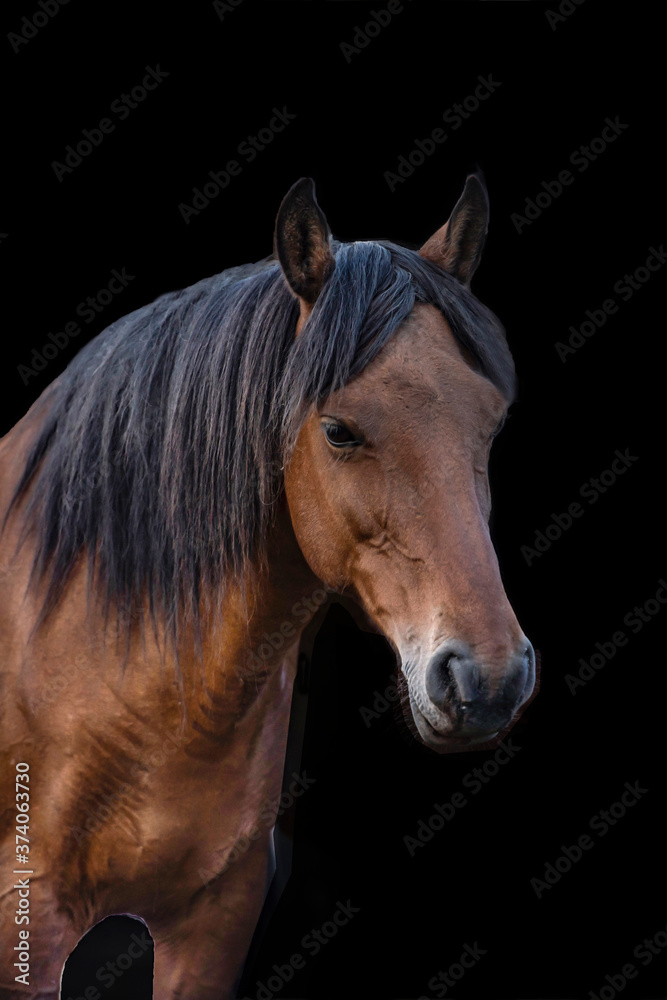 Naklejka portrait of a brown horse
