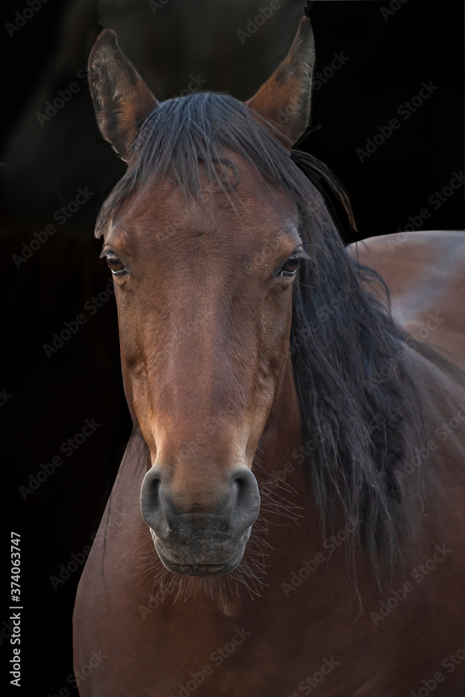Fototapeta premium portrait of a horse