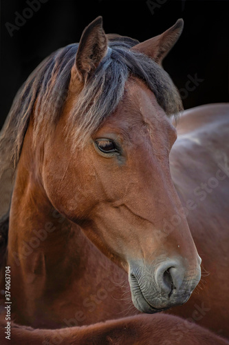 portrait of a brown horse