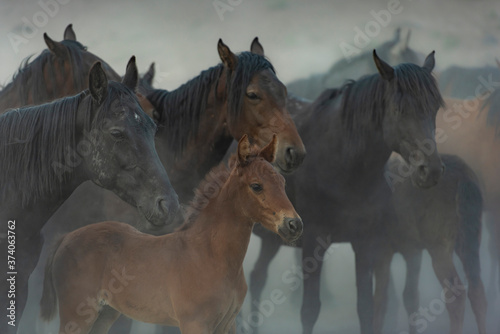 Fototapeta Naklejka Na Ścianę i Meble -  two horses on a farm
