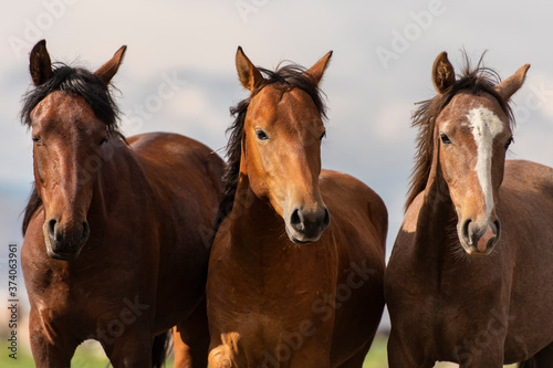 Fototapeta Naklejka Na Ścianę i Meble -  horses in the field, and family