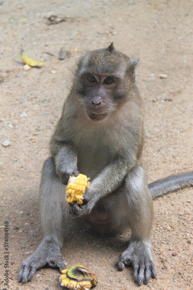 Naklejka premium Thailand