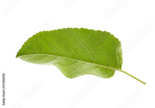 Green leaf of apple tree isolated on white