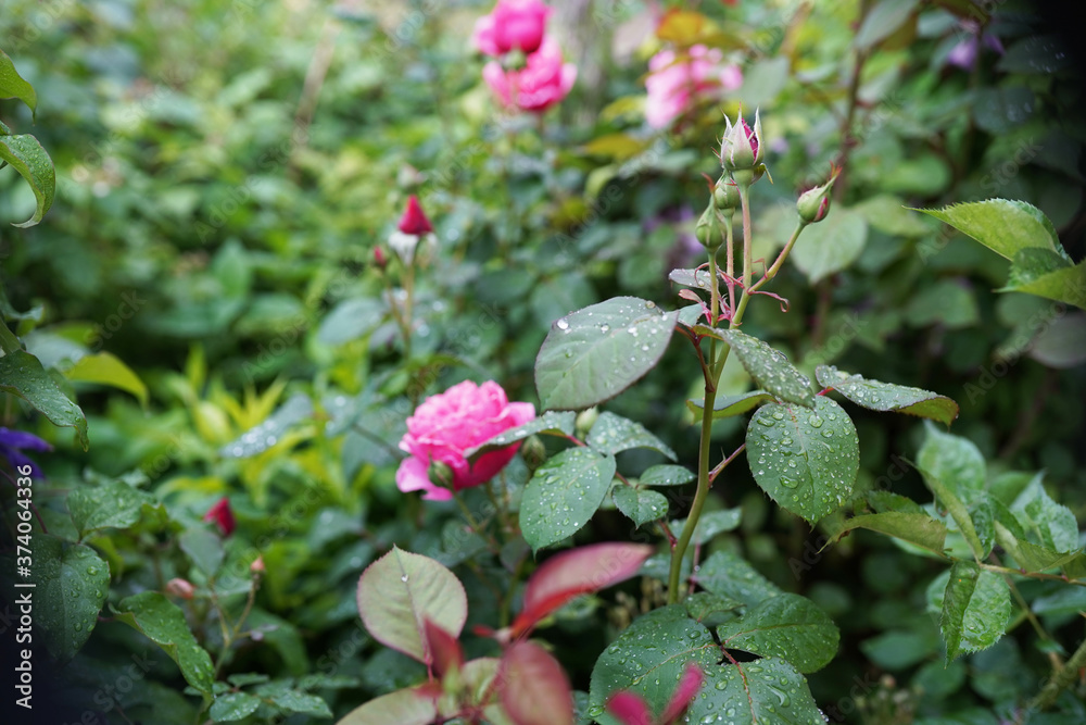 Obraz premium Pink roses in the garden of flowers. Rain drops on pink rose petal. Nature
