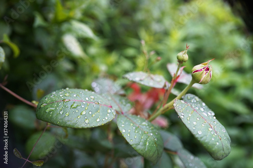 Fresh green garden with dew drops close up. Water driops on the fresh leaves after rain photo