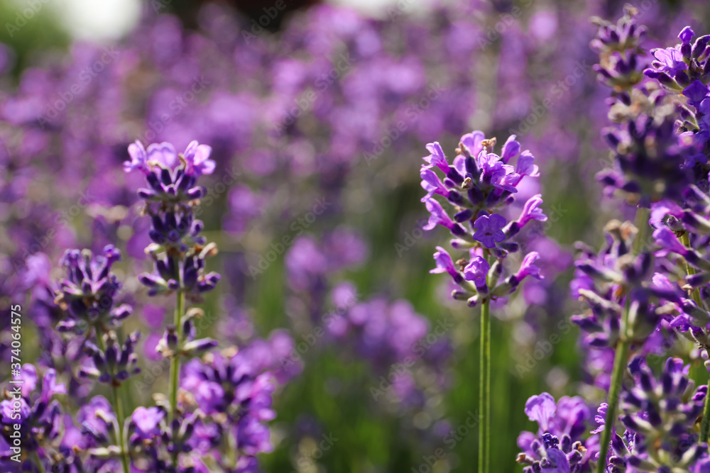 Beautiful blooming lavender field on summer day, closeup Beautiful blooming lavender field on summer day, closeup