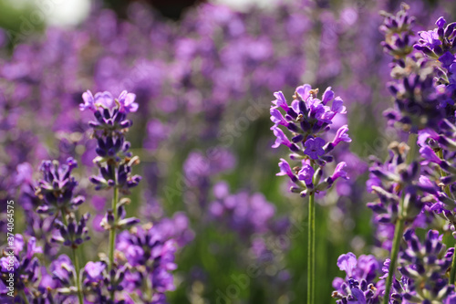 Beautiful blooming lavender field on summer day  closeup