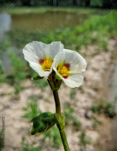 beauty of a small white bloomed flower