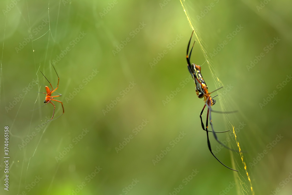 spider on web spider on web