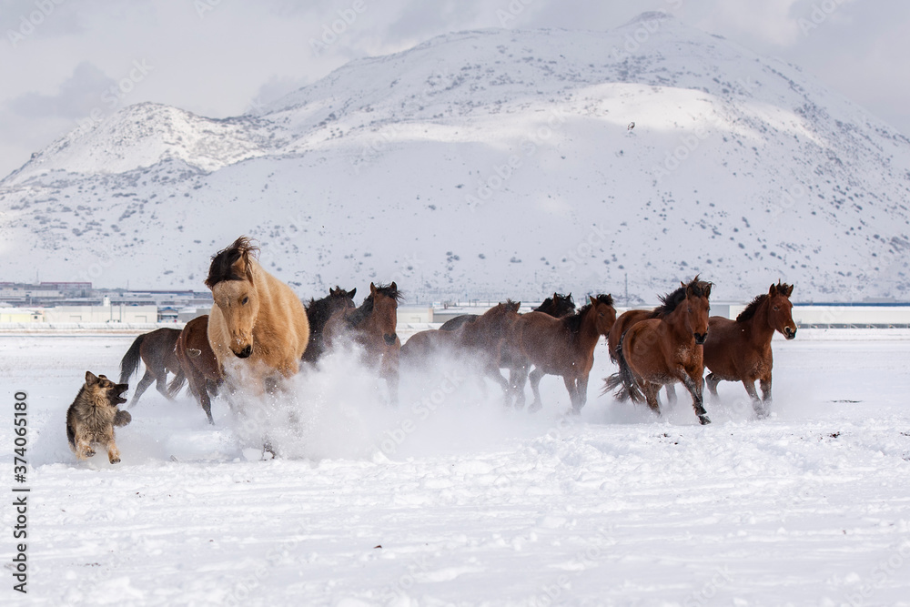Naklejka premium horses on the snow