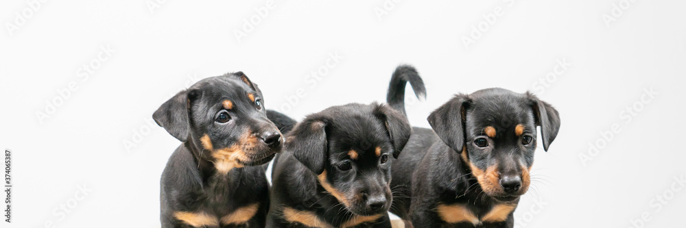 Three Jack Russell terrier puppies posing on a vintage baby scale, white background. Cover or social media Three Jack Russell terrier puppies posing on a vintage baby scale, white background. Cover or social media