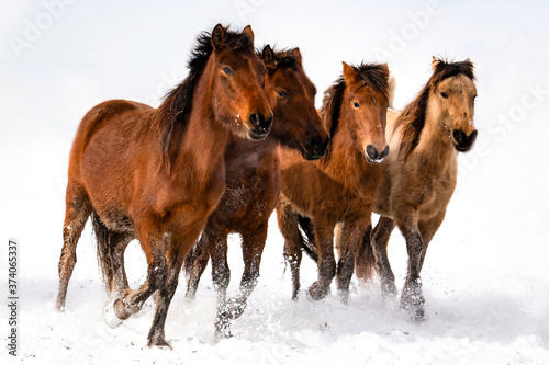 two horses in winter