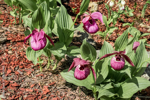 Large-flowered Cypripedium (Cypripedium macranthon) in park photo