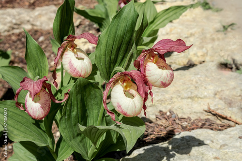 Large-flowered Cypripedium (Cypripedium macranthon) in park photo