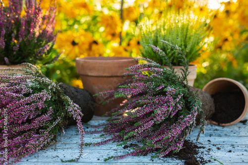 Autumn heathers to plant in clay pots.