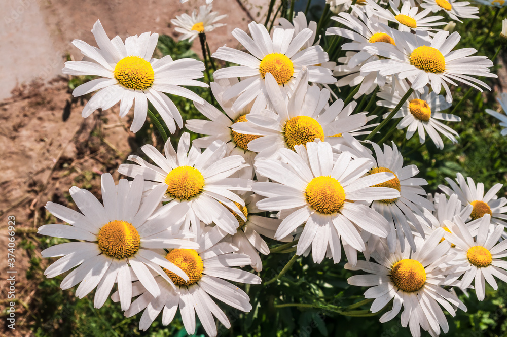 Fototapeta premium Ox-eye Daisy (Leucanthemum vulgare) in garden