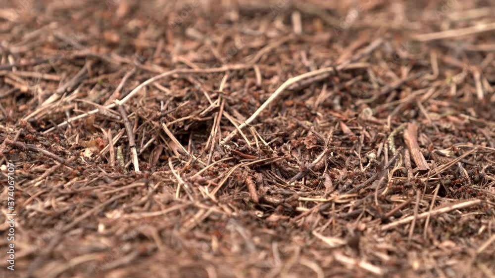 Сolony of ants in forest building anthill randomly crawling from side to side Сolony of ants in forest building anthill randomly crawling from side to side