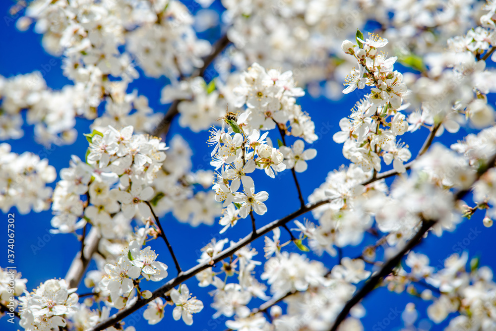 Cherry blossom branch in the garden in spring
Cherry blossom branch in the garden in spring