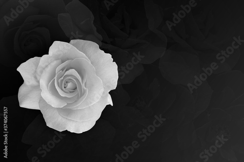 Fototapeta Naklejka Na Ścianę i Meble -  closeup beautiful rose flower on black background, name card, nature, copy space